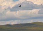 Visdief (common tern) Sterna hirundo - Ogii Nuur 14-08-2016 (2)